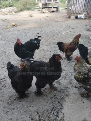 Brahma Chickens