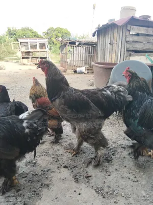 Brahma Chickens