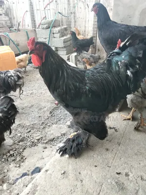 Brahma Chickens