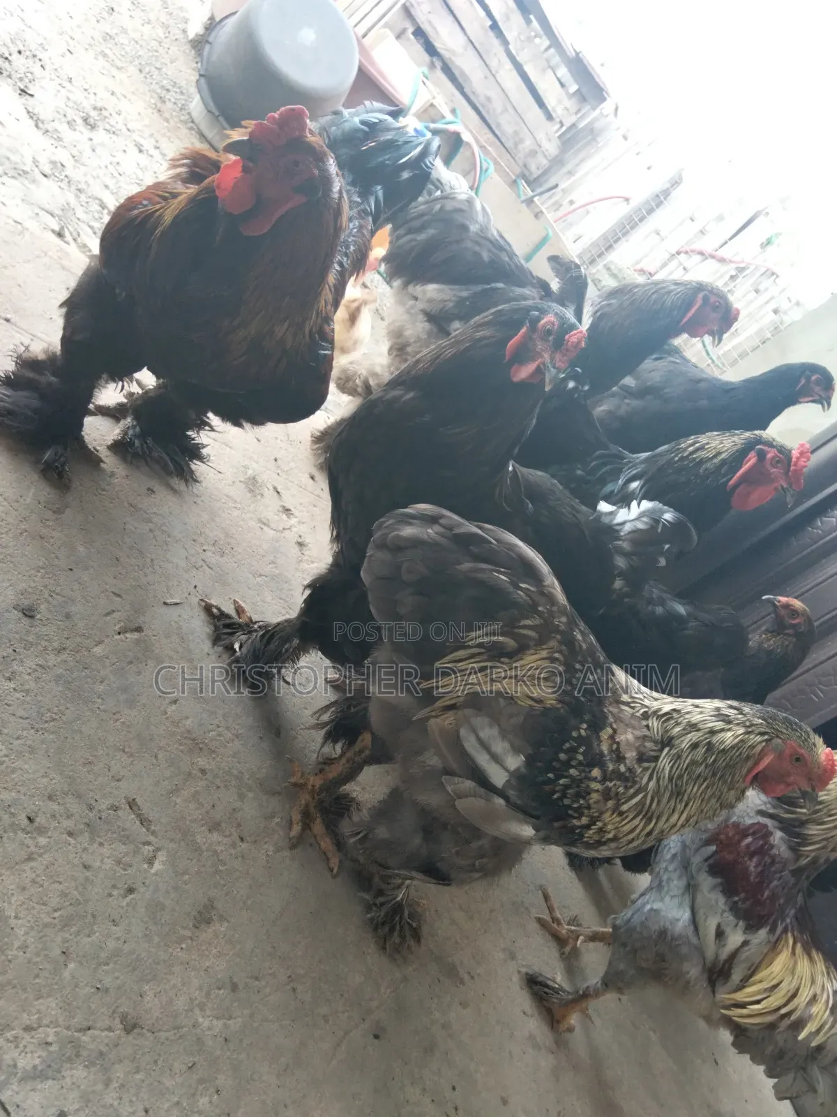 Brahma Chickens