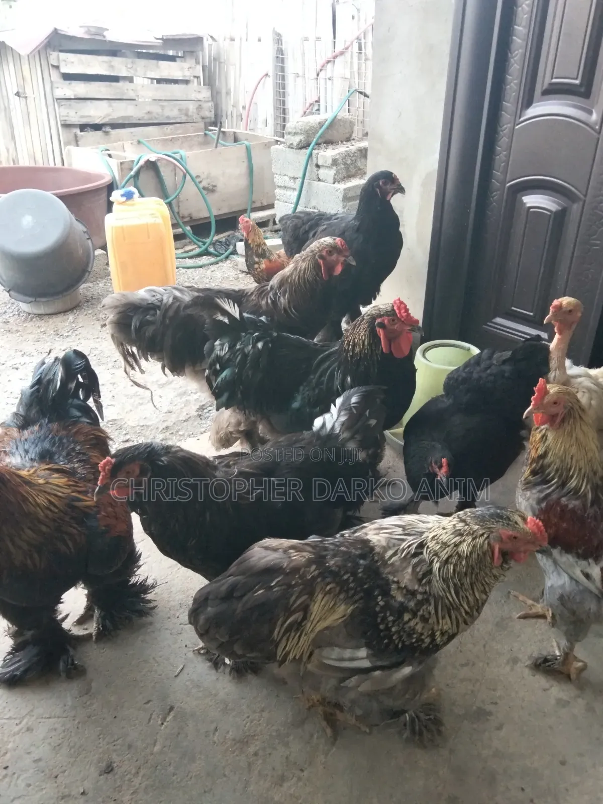 Brahma Chickens