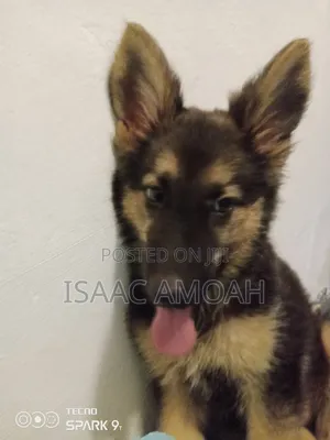 3-6 months Female Purebred German Shepherd