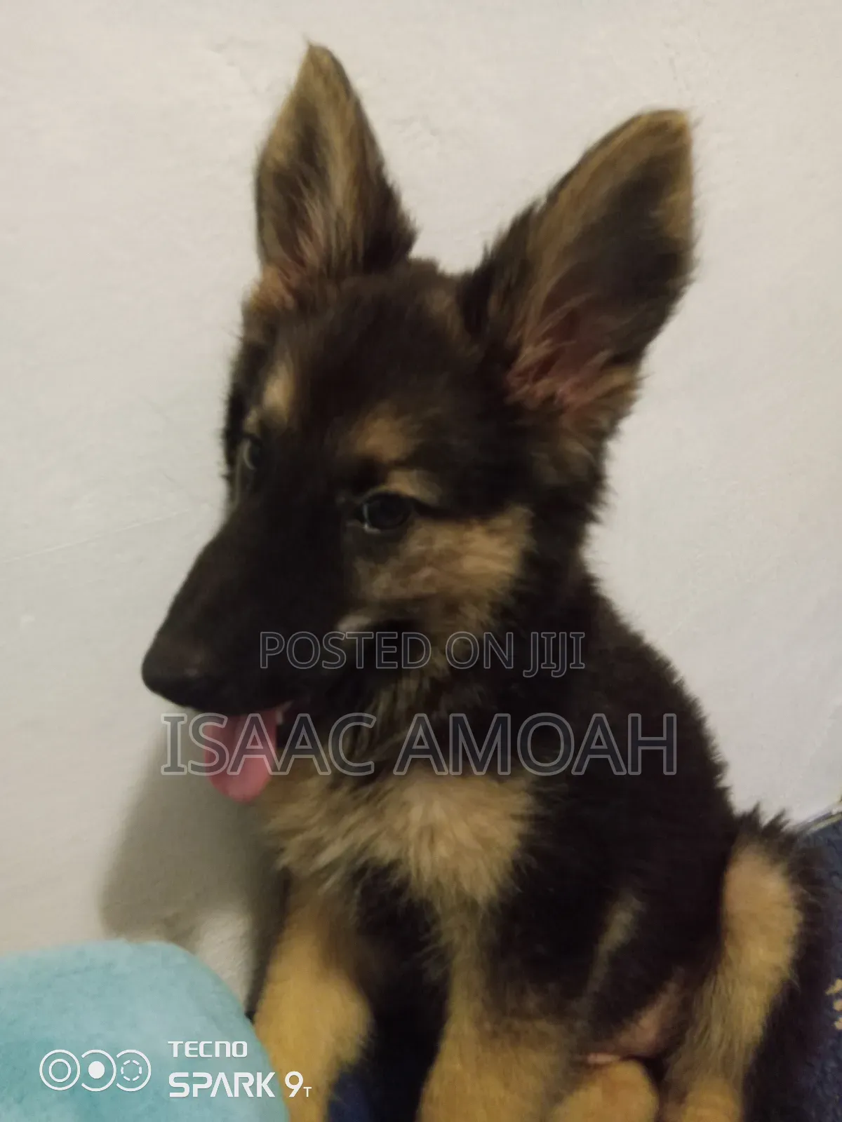 3-6 months Female Purebred German Shepherd