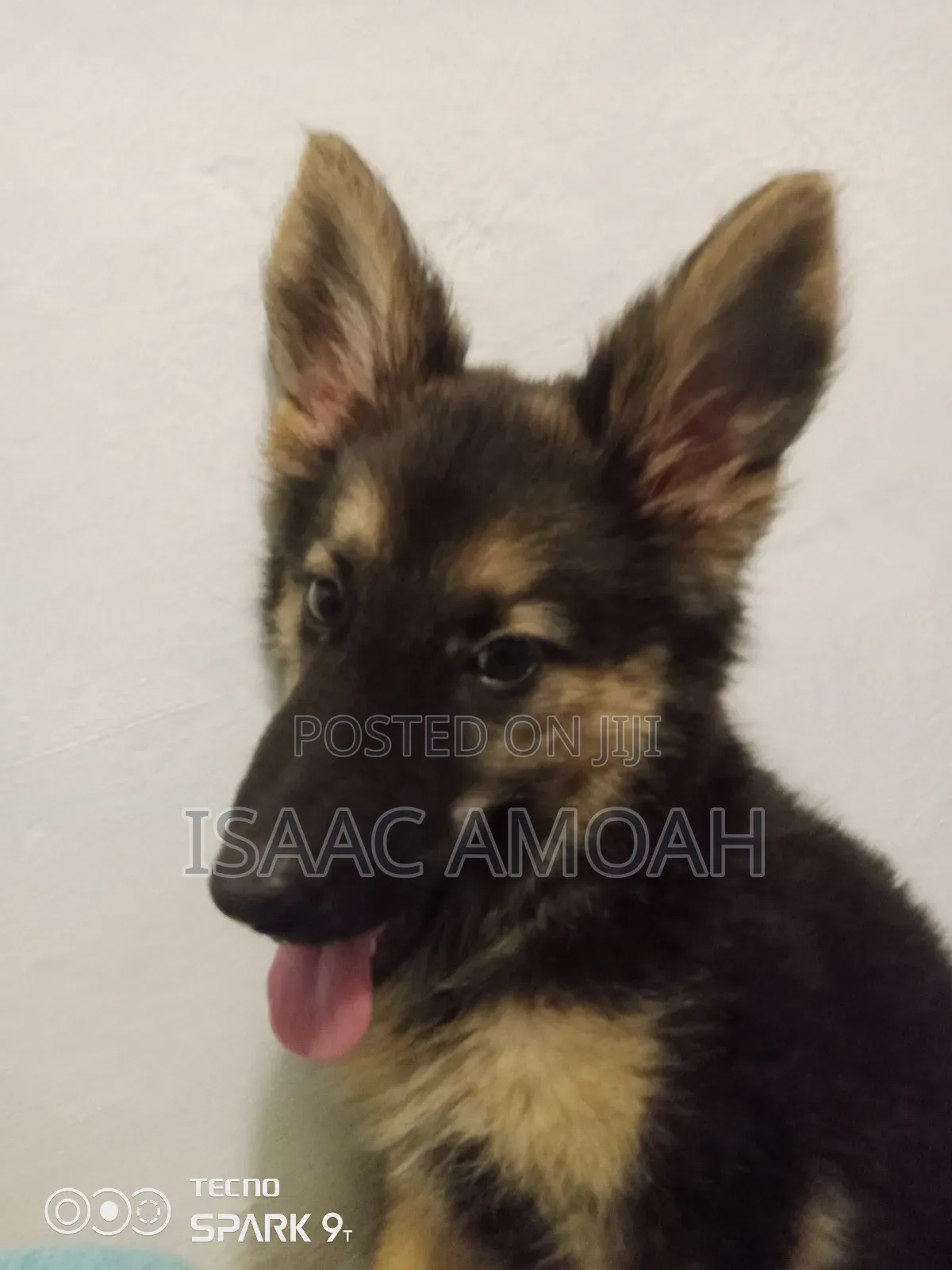 3-6 months Female Purebred German Shepherd
