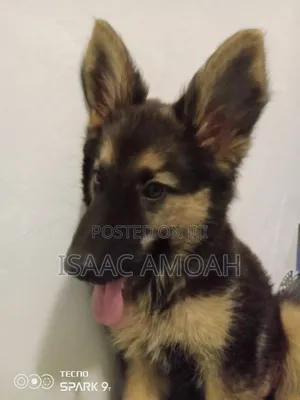3-6 months Female Purebred German Shepherd