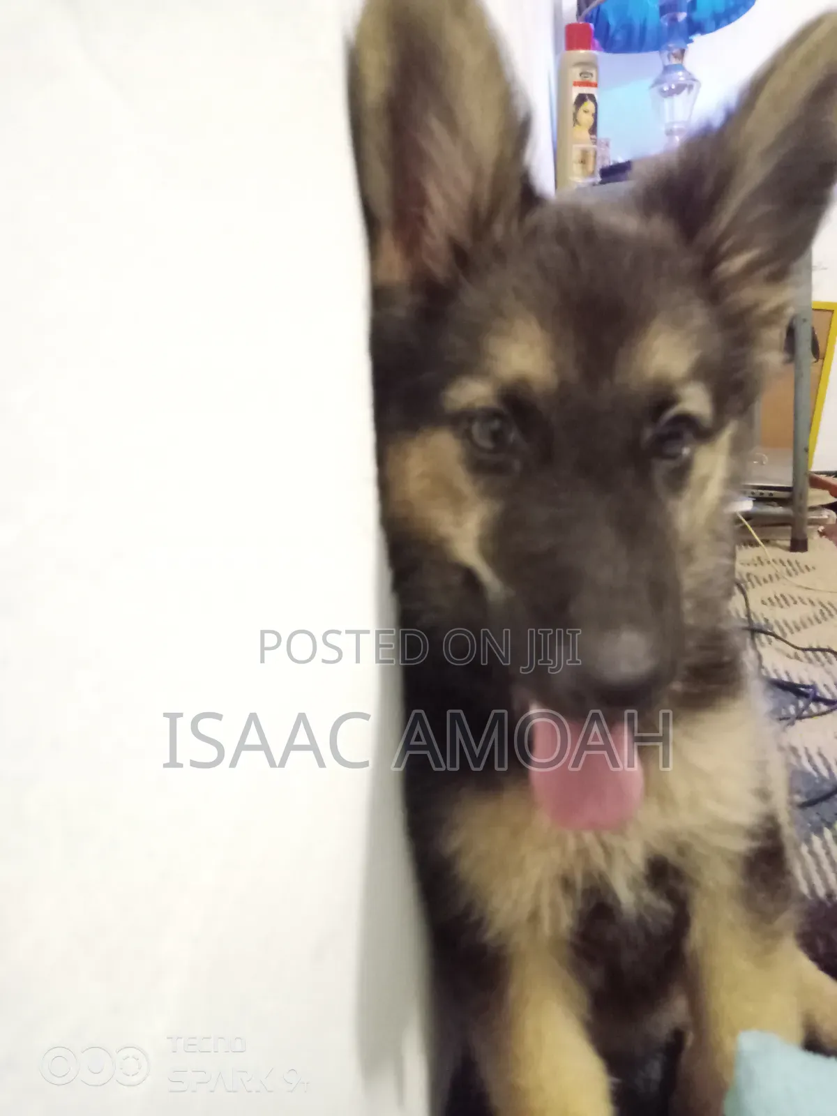 3-6 months Female Purebred German Shepherd