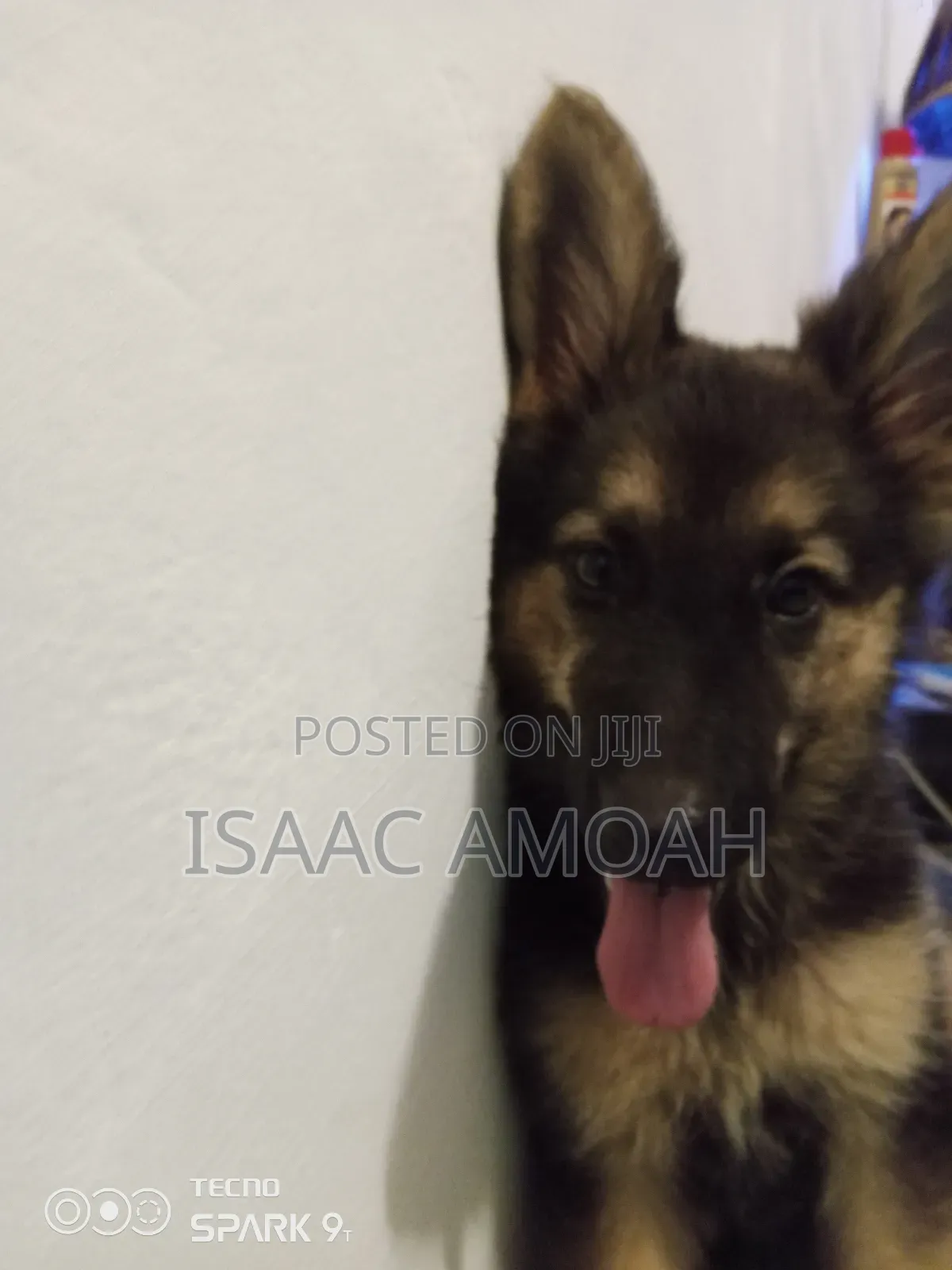 3-6 months Female Purebred German Shepherd