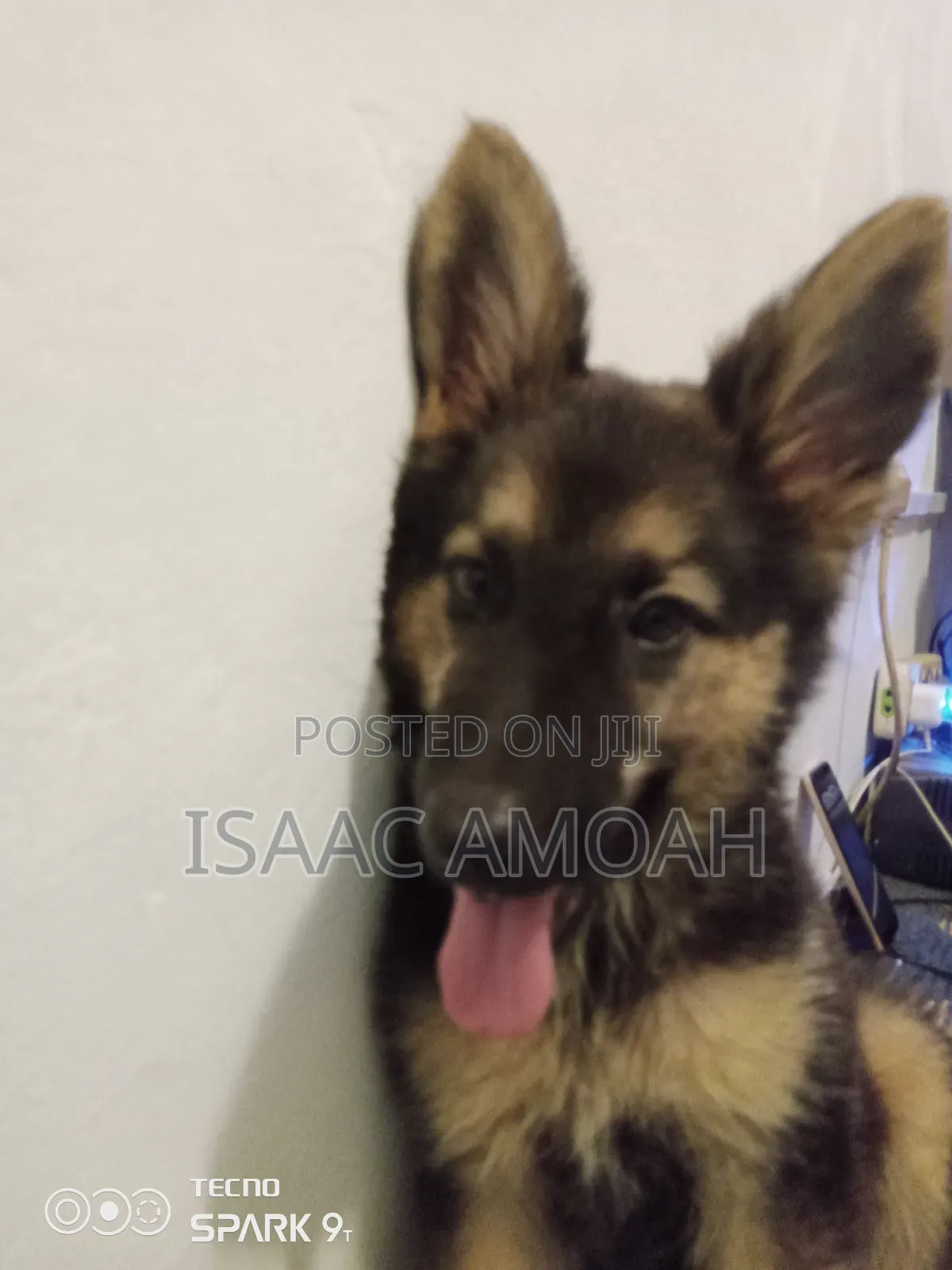 3-6 months Female Purebred German Shepherd