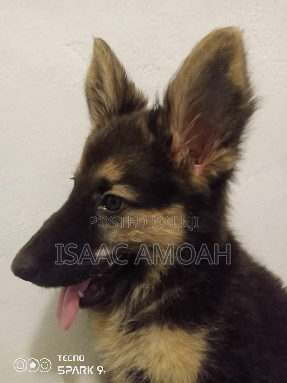 3-6 months Female Purebred German Shepherd