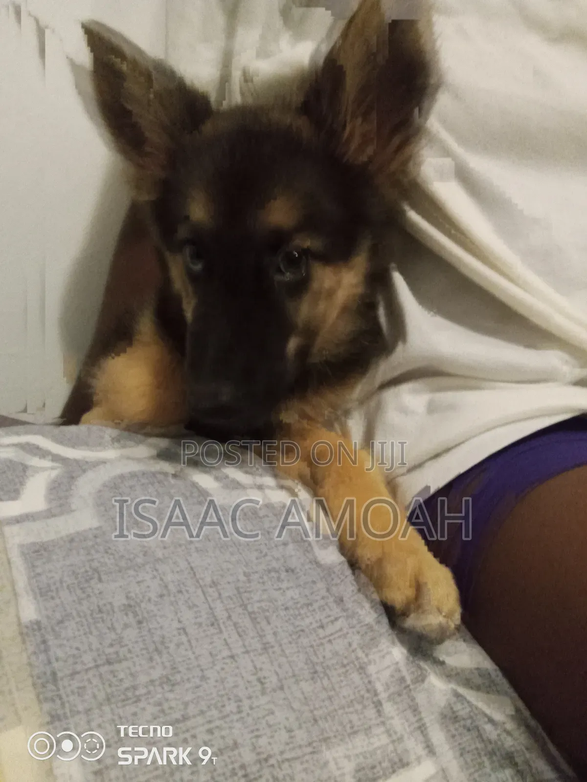 3-6 months Female Purebred German Shepherd