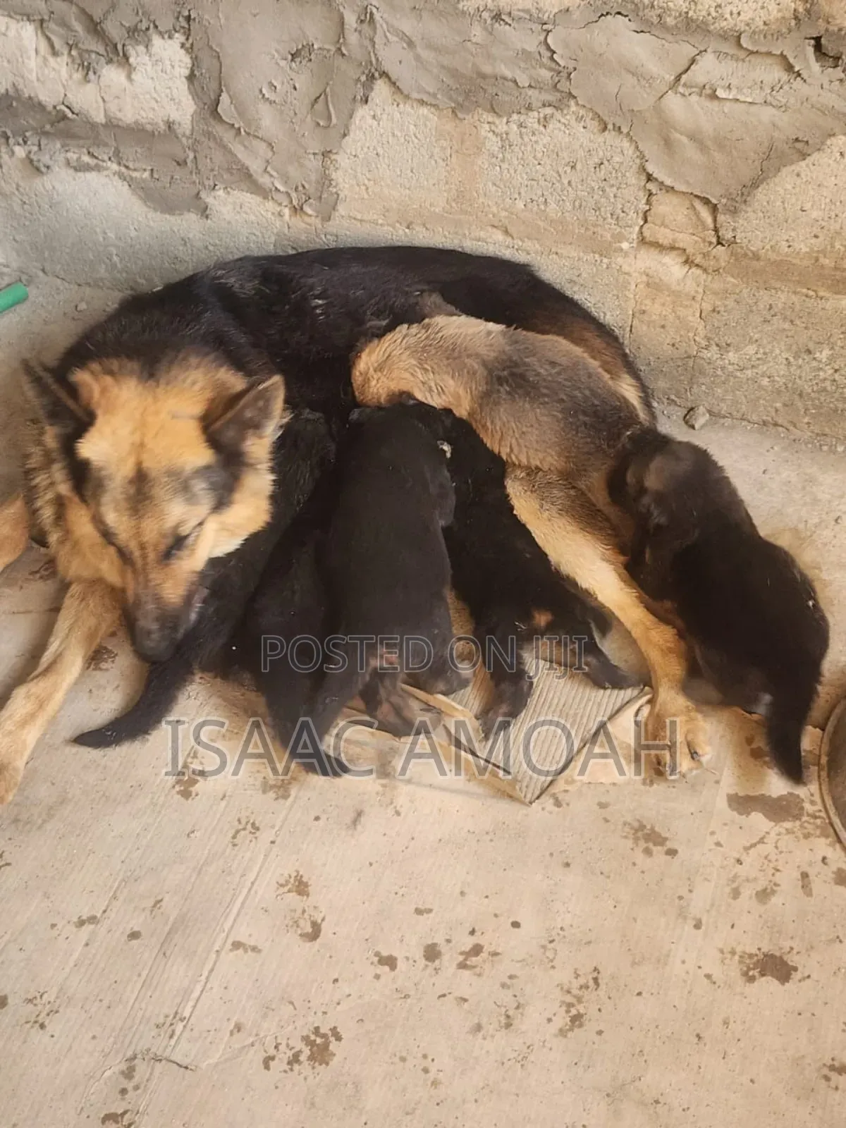 3-6 months Female Purebred German Shepherd