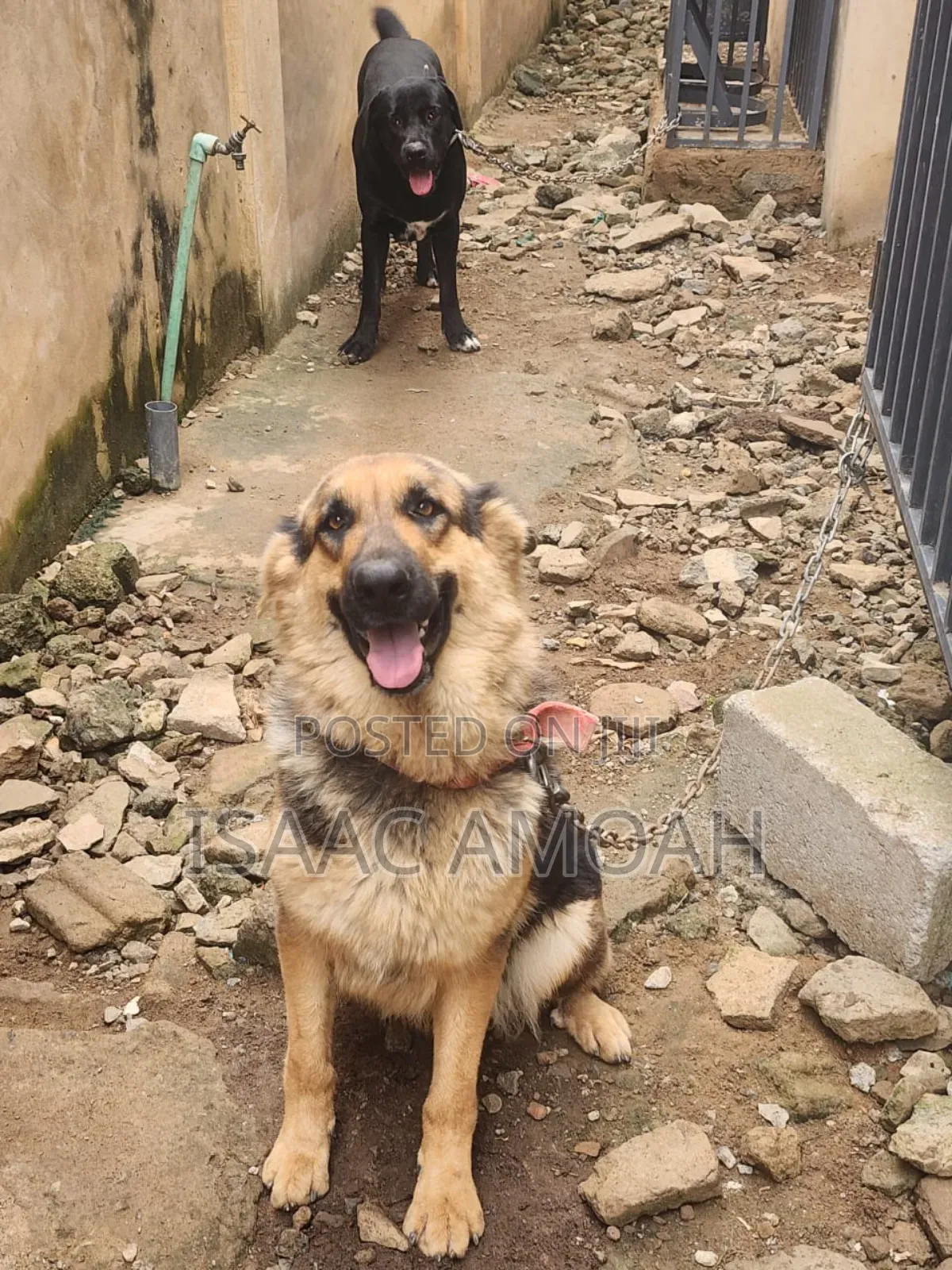 3-6 months Female Purebred German Shepherd