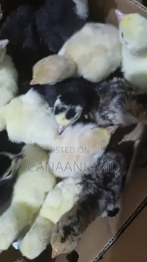 Hybrid/Local Day-Old ( Poults) Turkeys