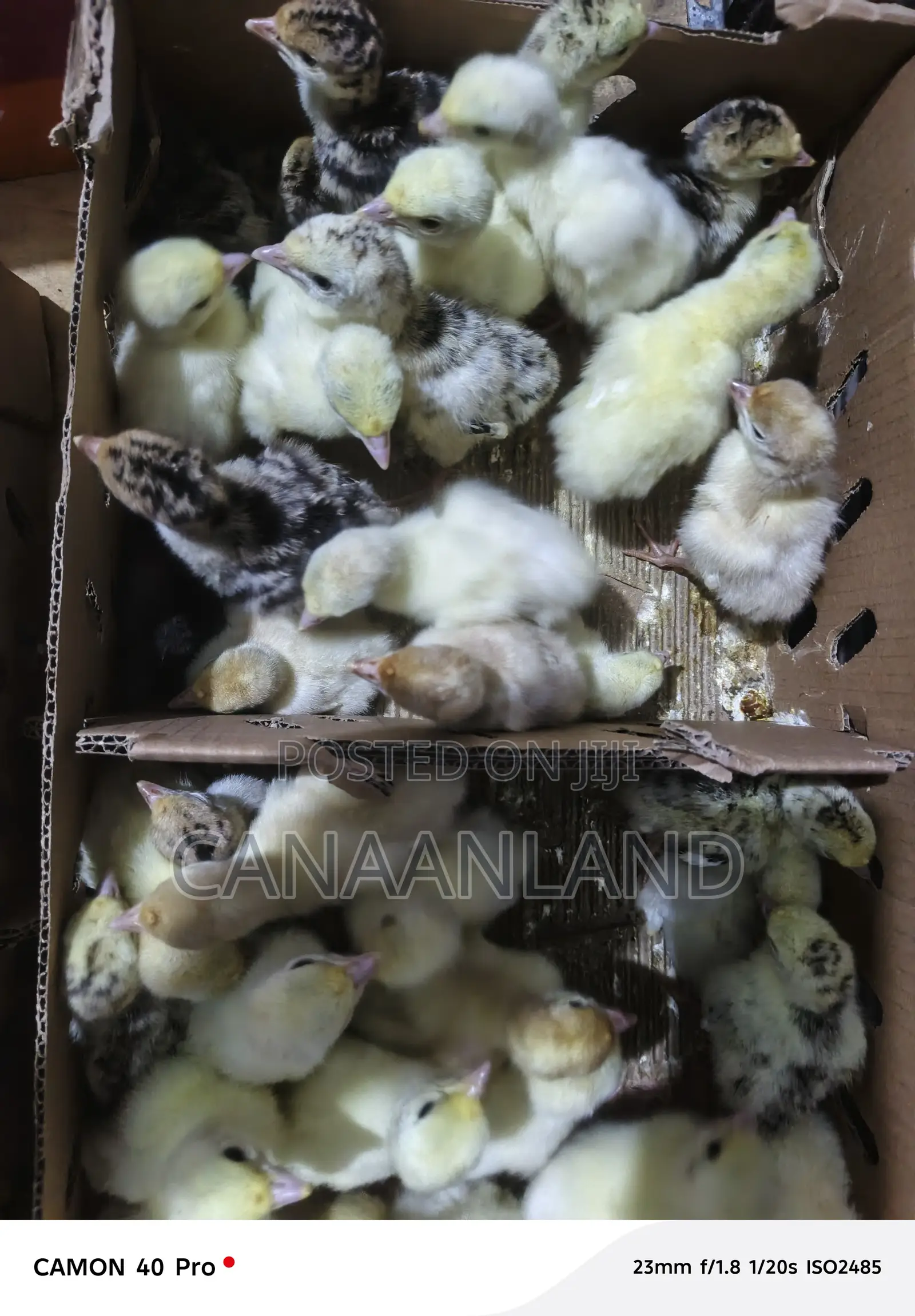 Hybrid/Local Day-Old ( Poults) Turkeys
