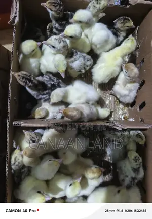 Hybrid/Local Day-Old ( Poults) Turkeys