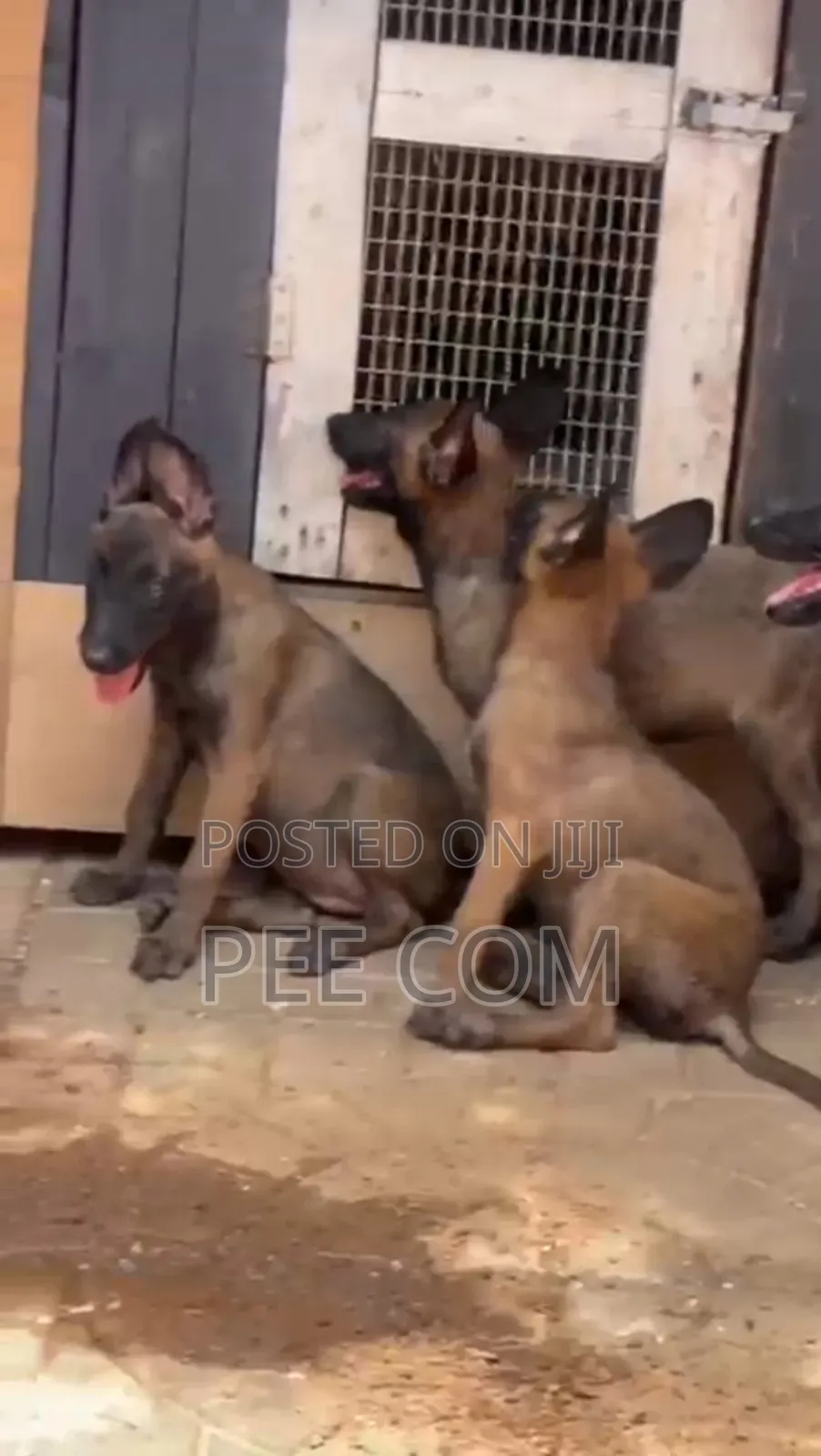 3-6 months Female Purebred Belgian Malinois