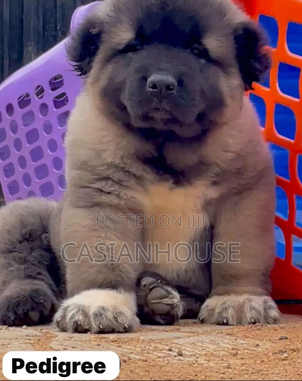 0-1 month Male Purebred Caucasian Shepherd