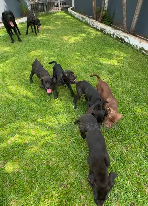 1-3 months Female Purebred Cane Corso