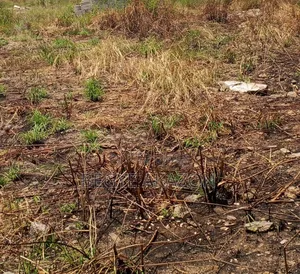3 Plots of Land for Sale at Tesano Police Station