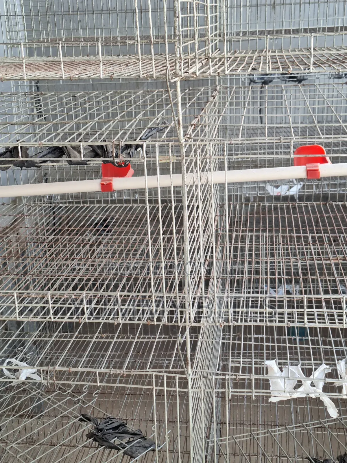 Day Old / Boiler Foreign Cages