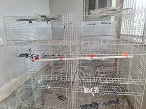 Day Old / Boiler Foreign Cages