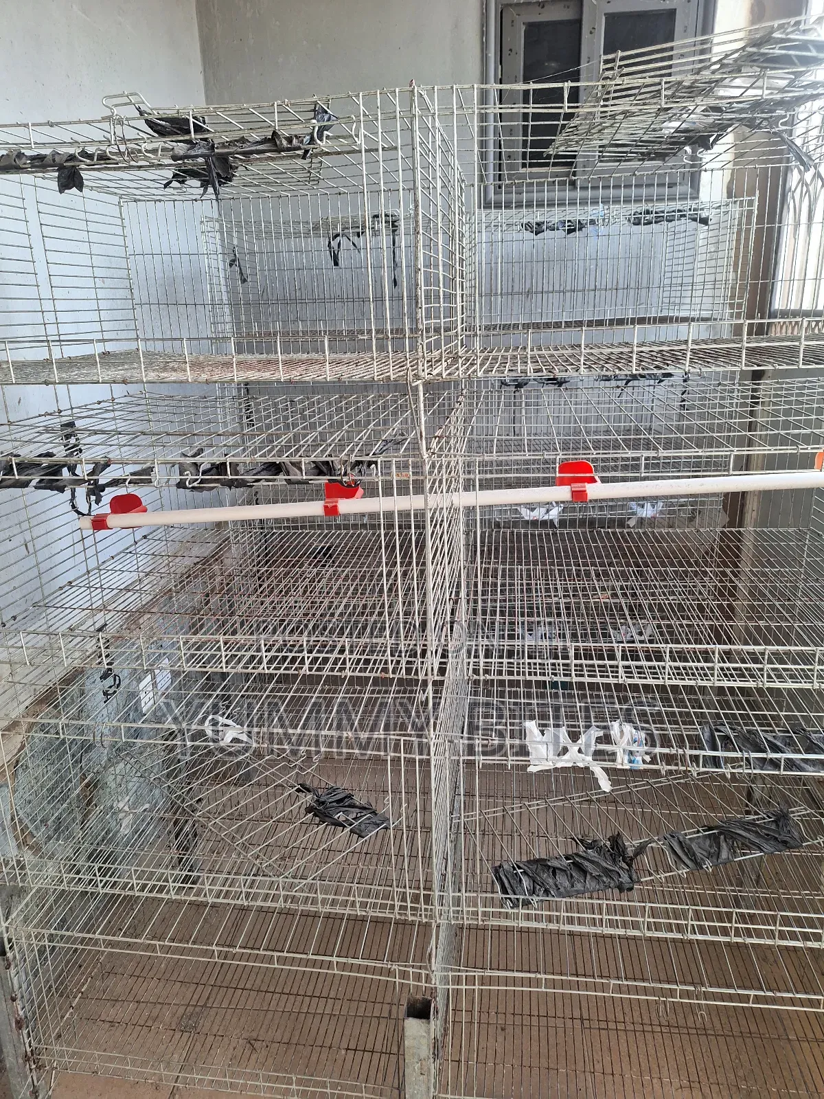 Day Old / Boiler Foreign Cages