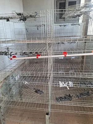 Day Old / Boiler Foreign Cages