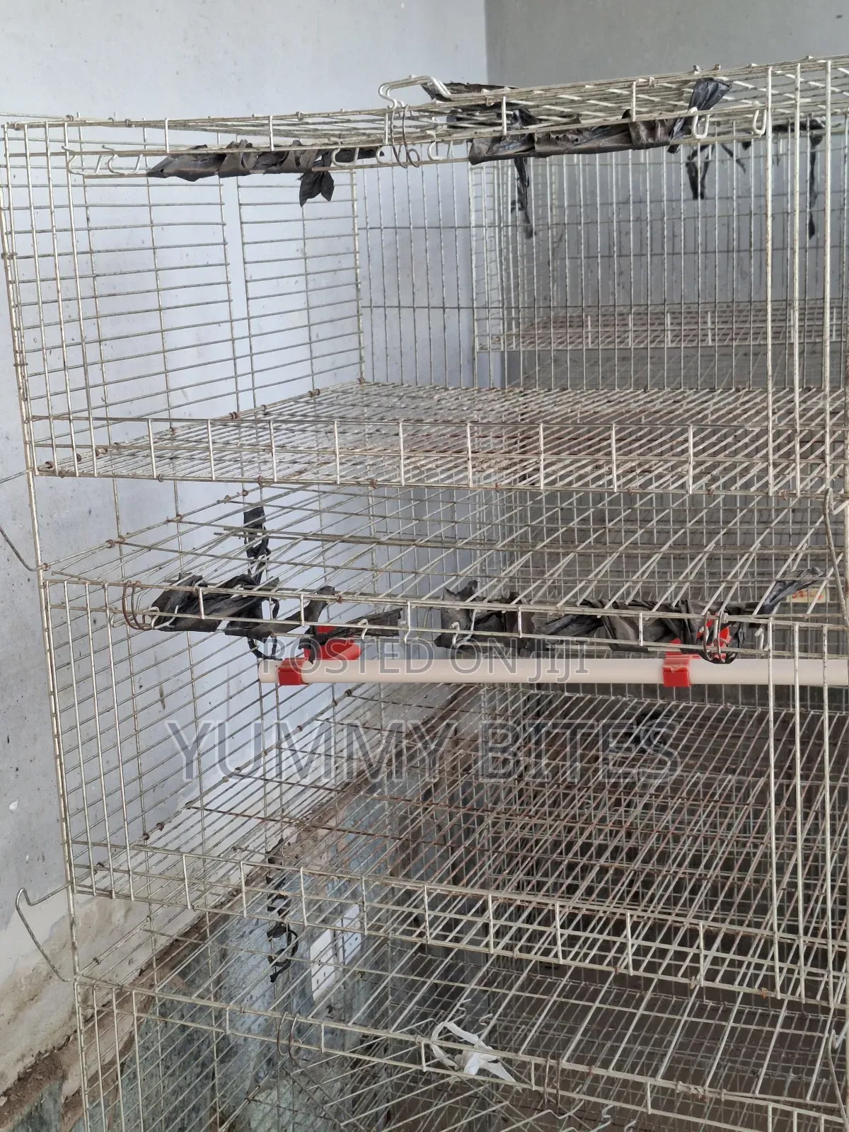 Day Old / Boiler Foreign Cages