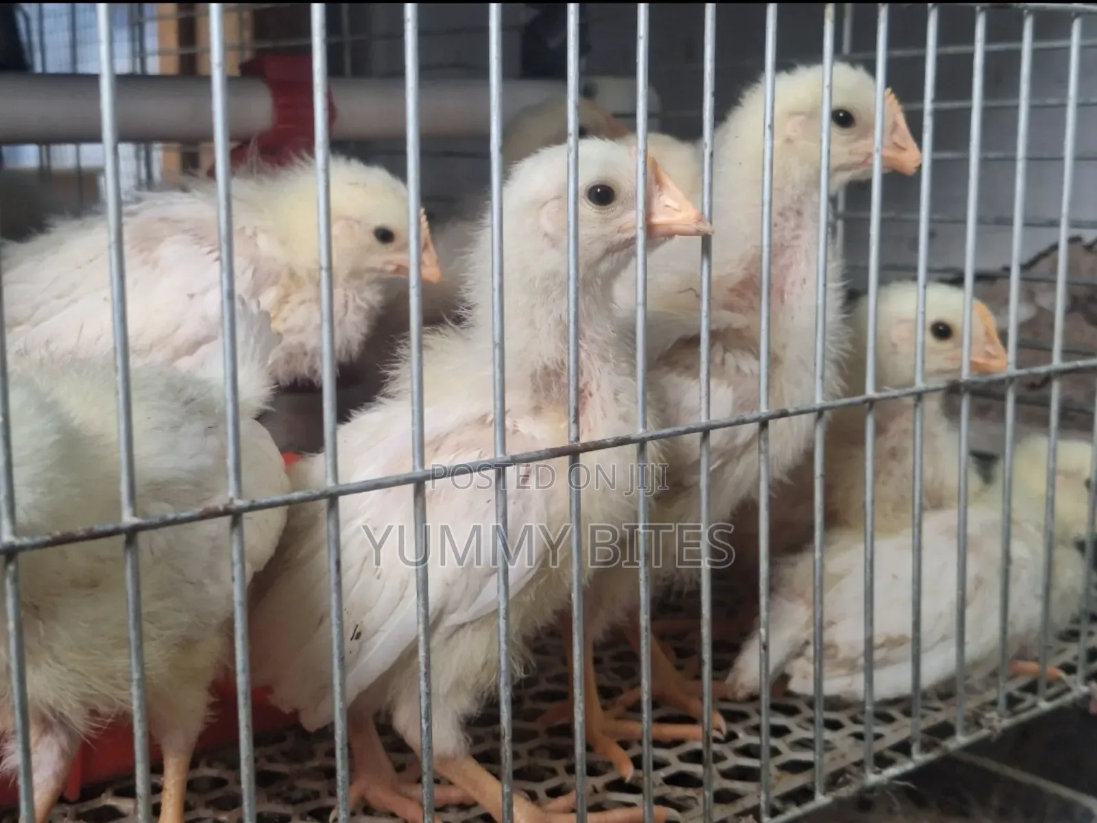 Day Old / Boiler Foreign Cages