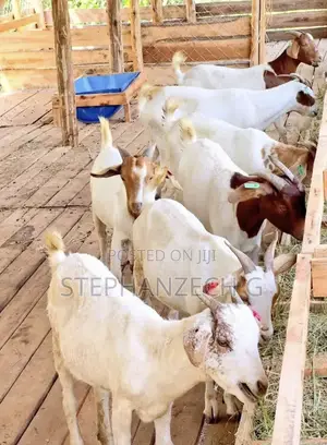 Goat for Sell at a Cool Price