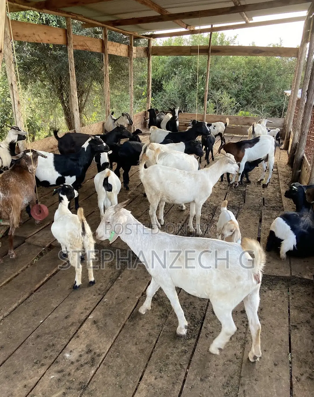 Goat Available Now