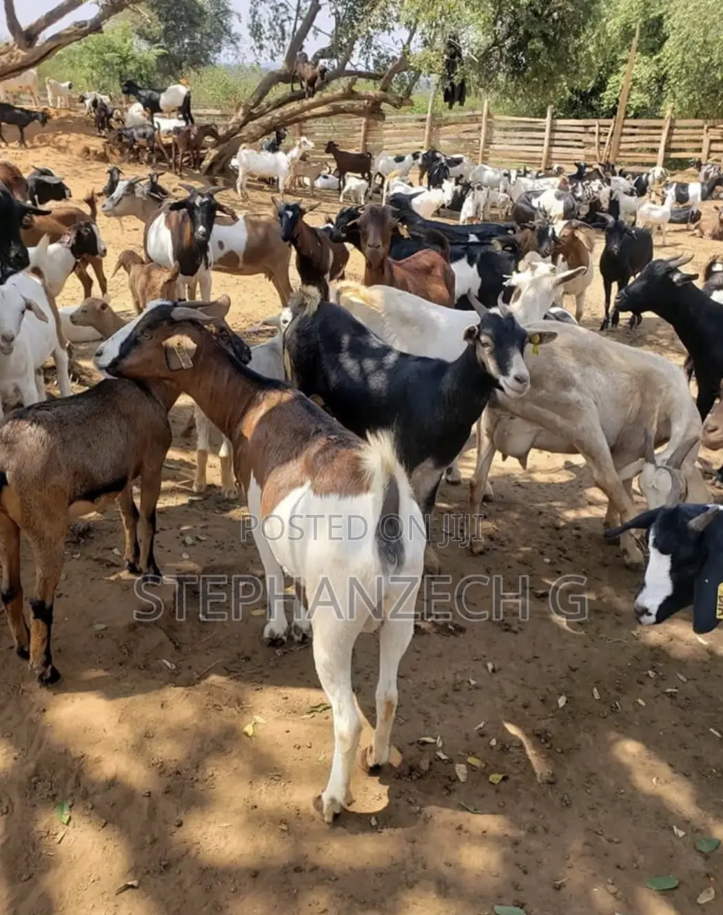 Goat for Your New Farm and Business Available Now