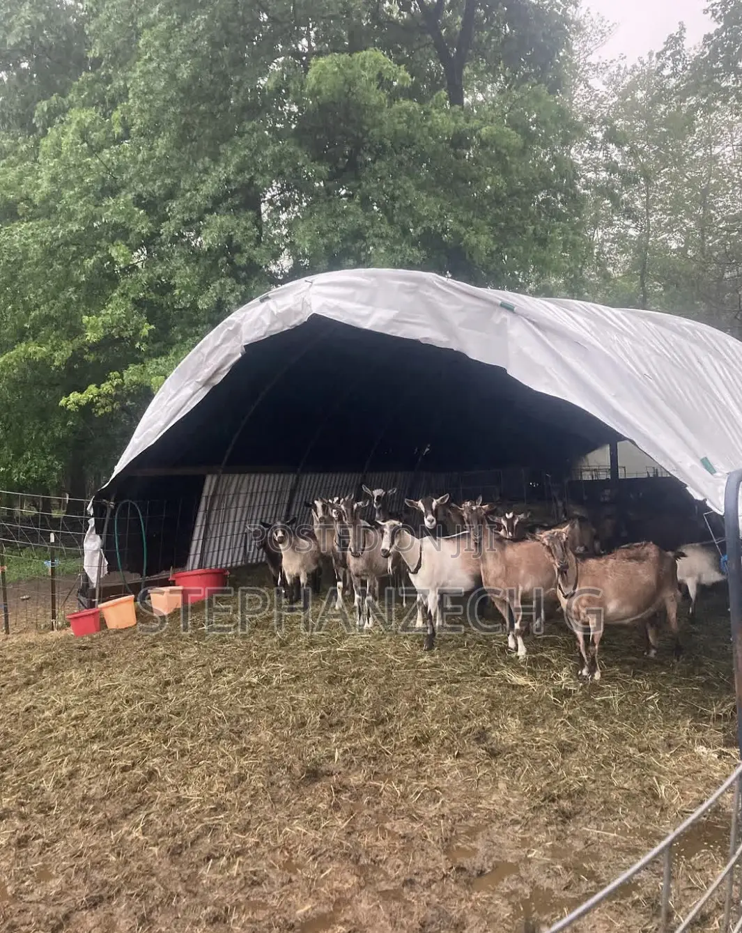 Goat for Your New Farm and Business Available Now