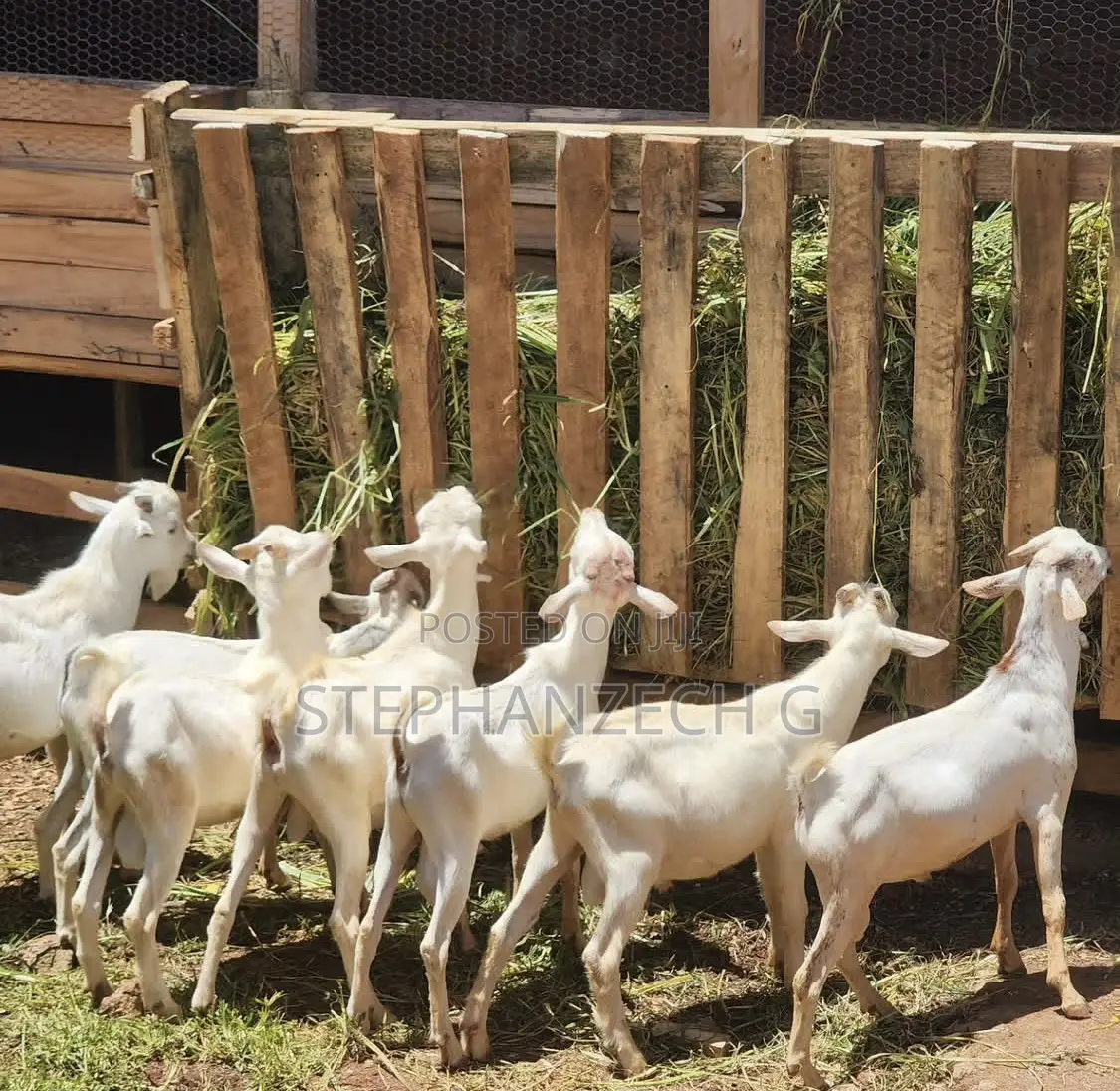 Goat for Your New Farm and Business Available Now