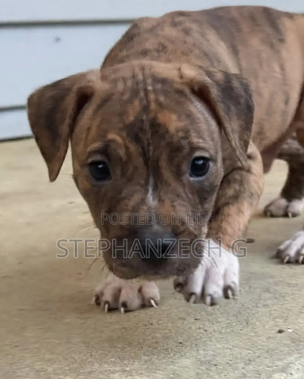 1-3 months Male Mixed Breed Boerboel