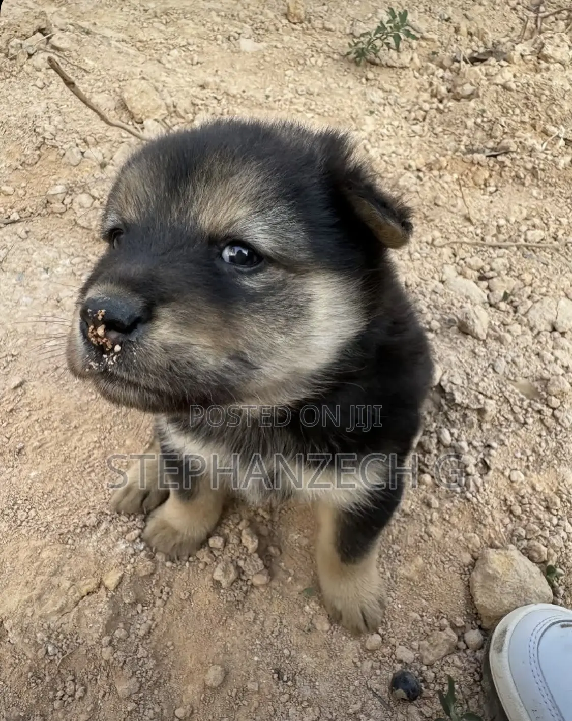 0-1 month Male Mixed Breed German Shepherd
