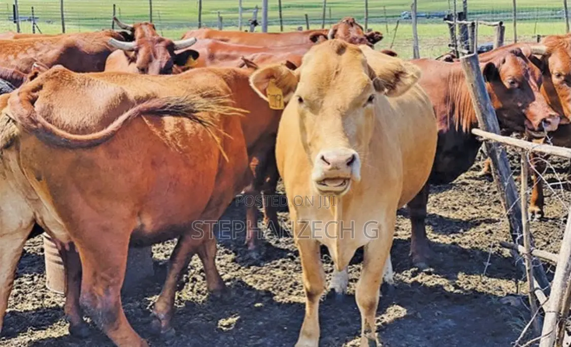 Cows Available Now