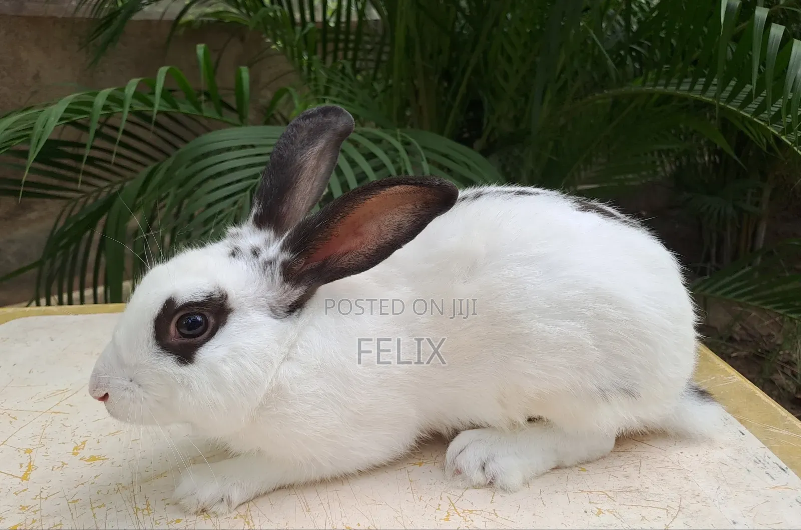 Rabbits for Sale