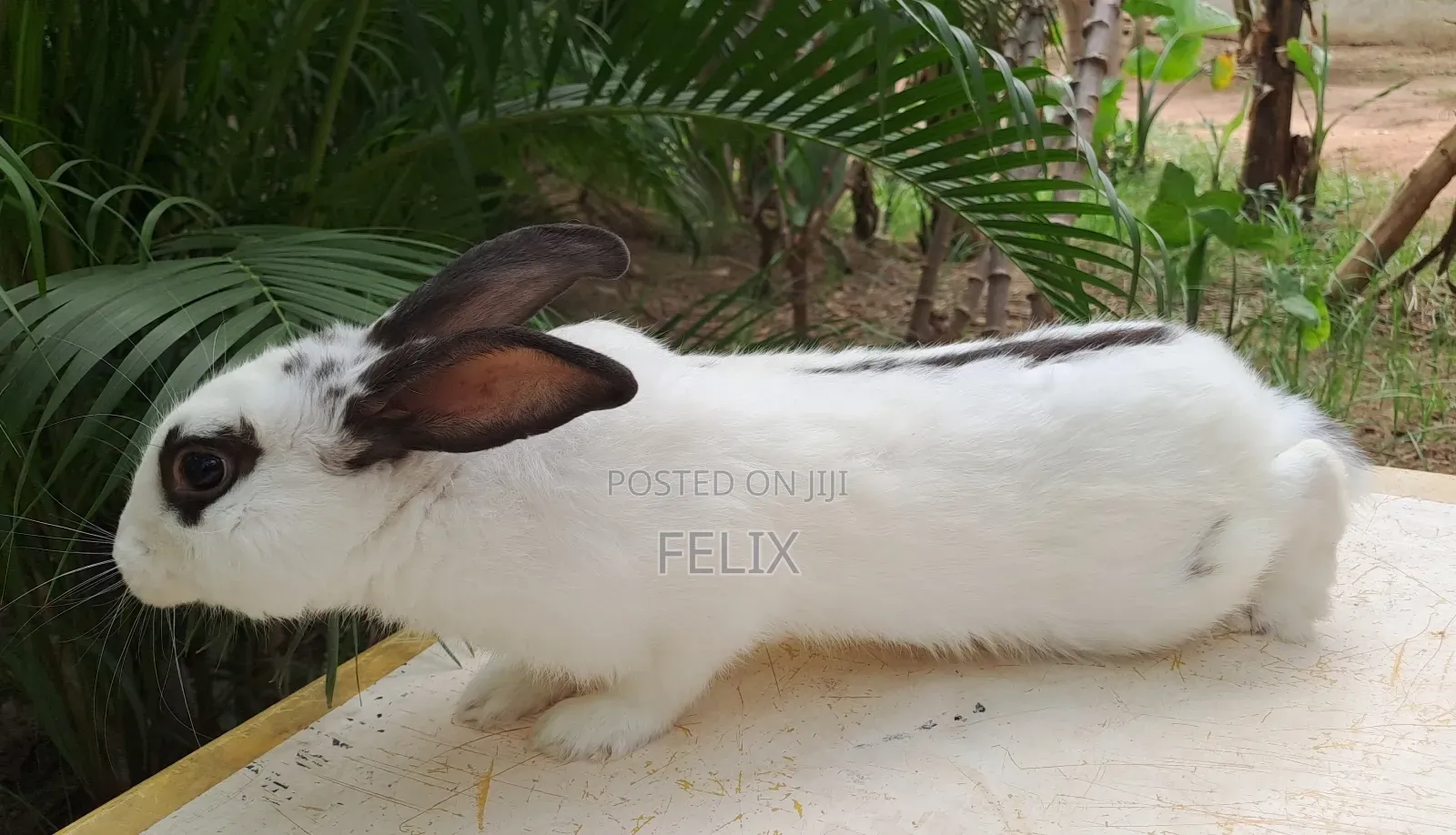 Rabbits for Sale