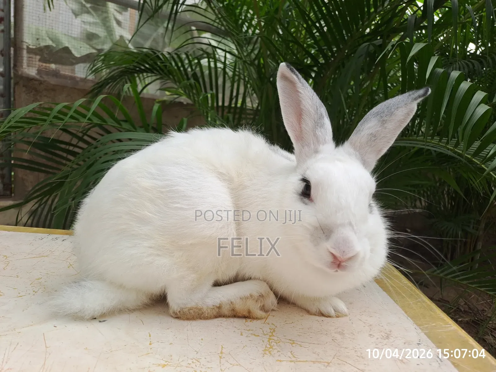 Rabbits for Sale