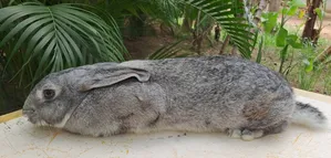 Rabbits for Sale