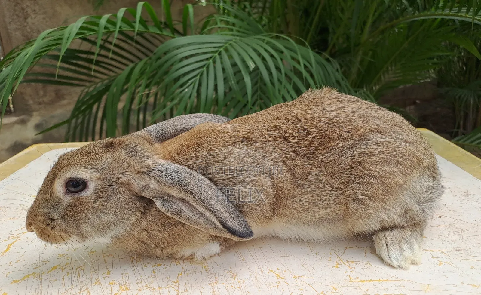 Rabbits for Sale