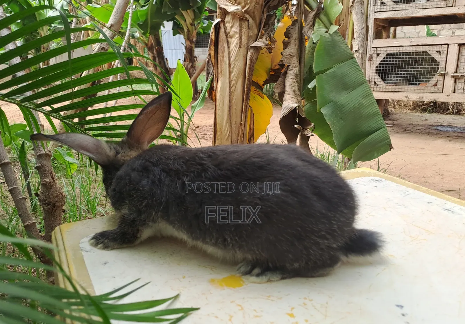 Rabbits for Sale