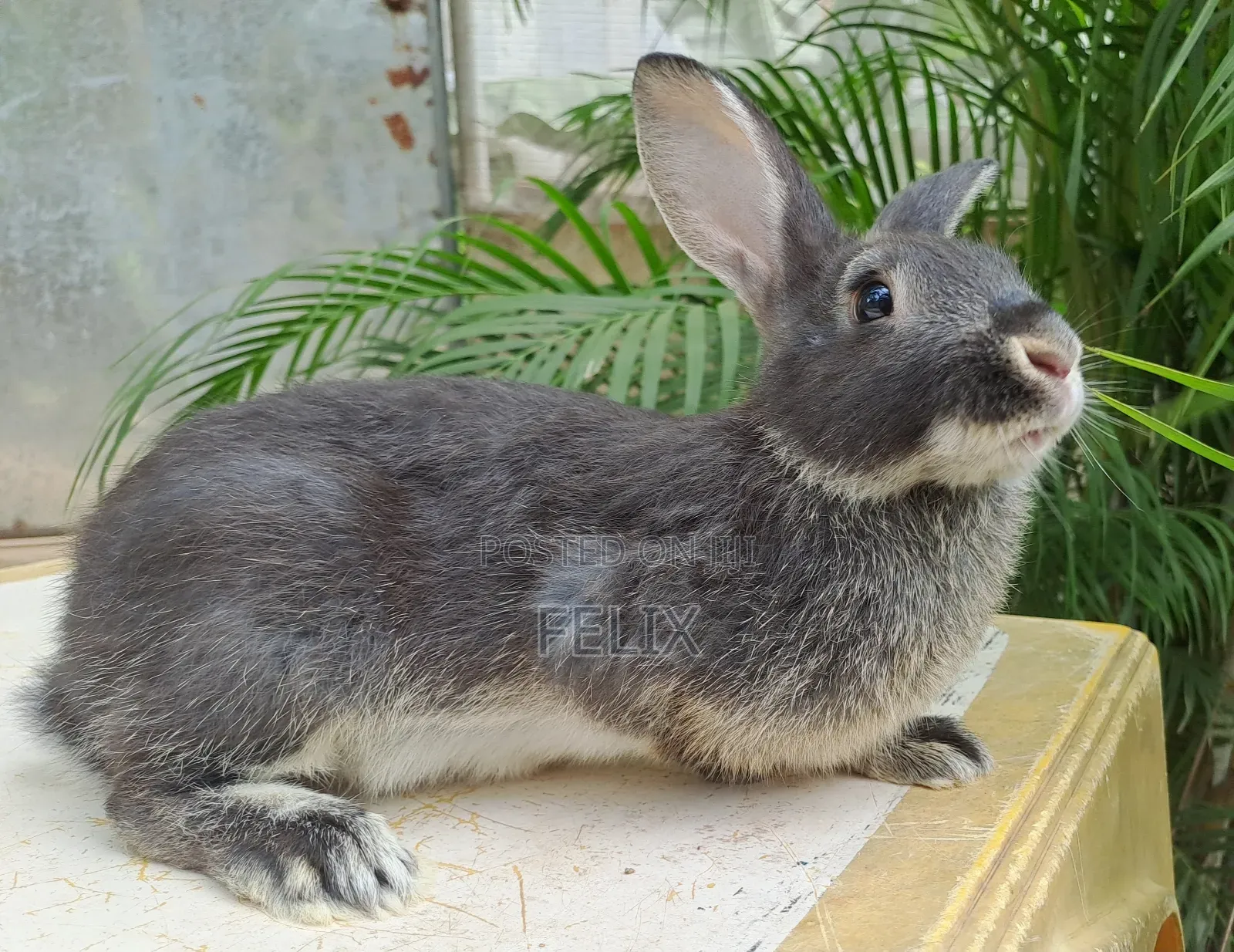 Rabbits for Sale