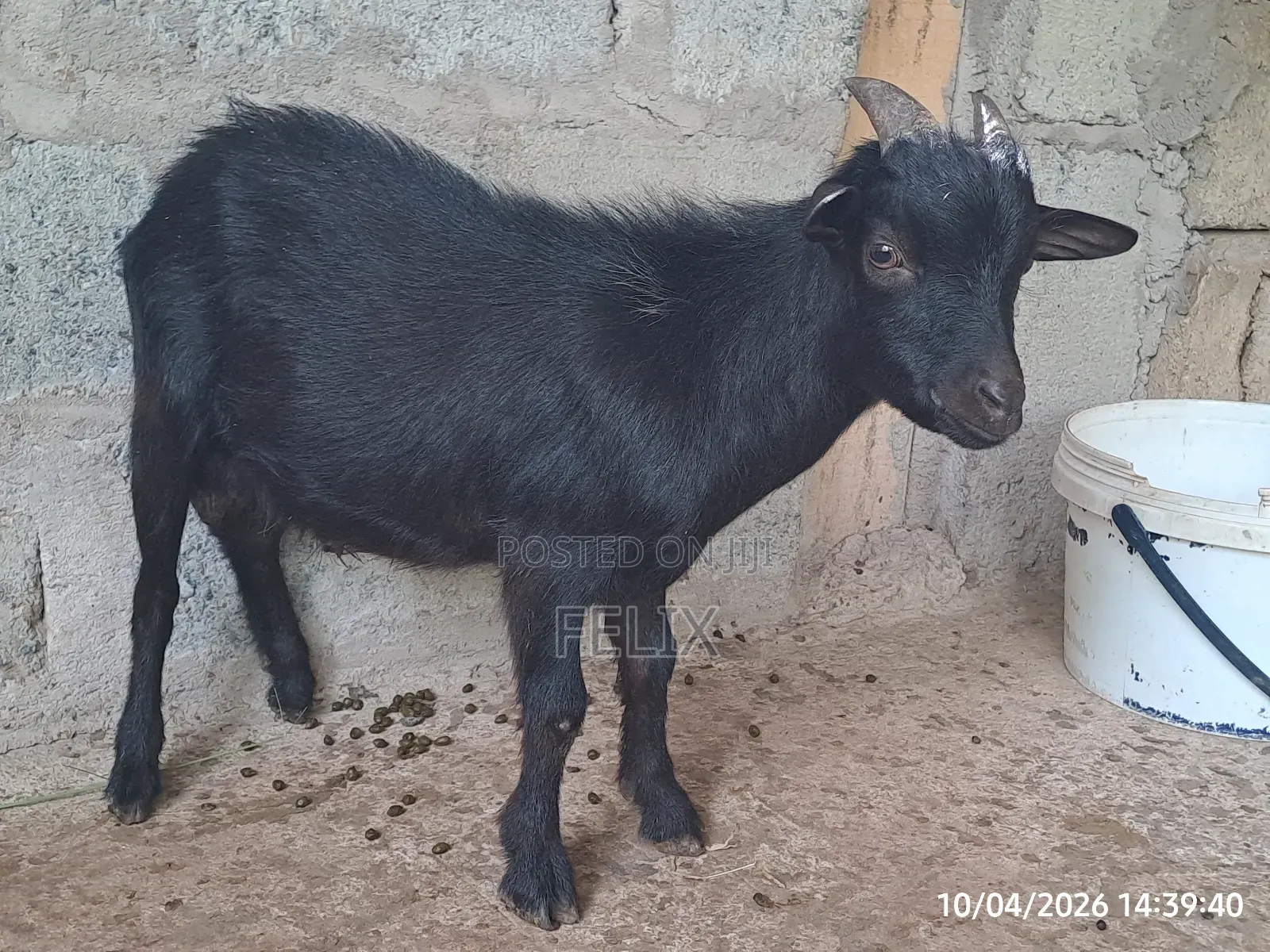 Goat for Sale