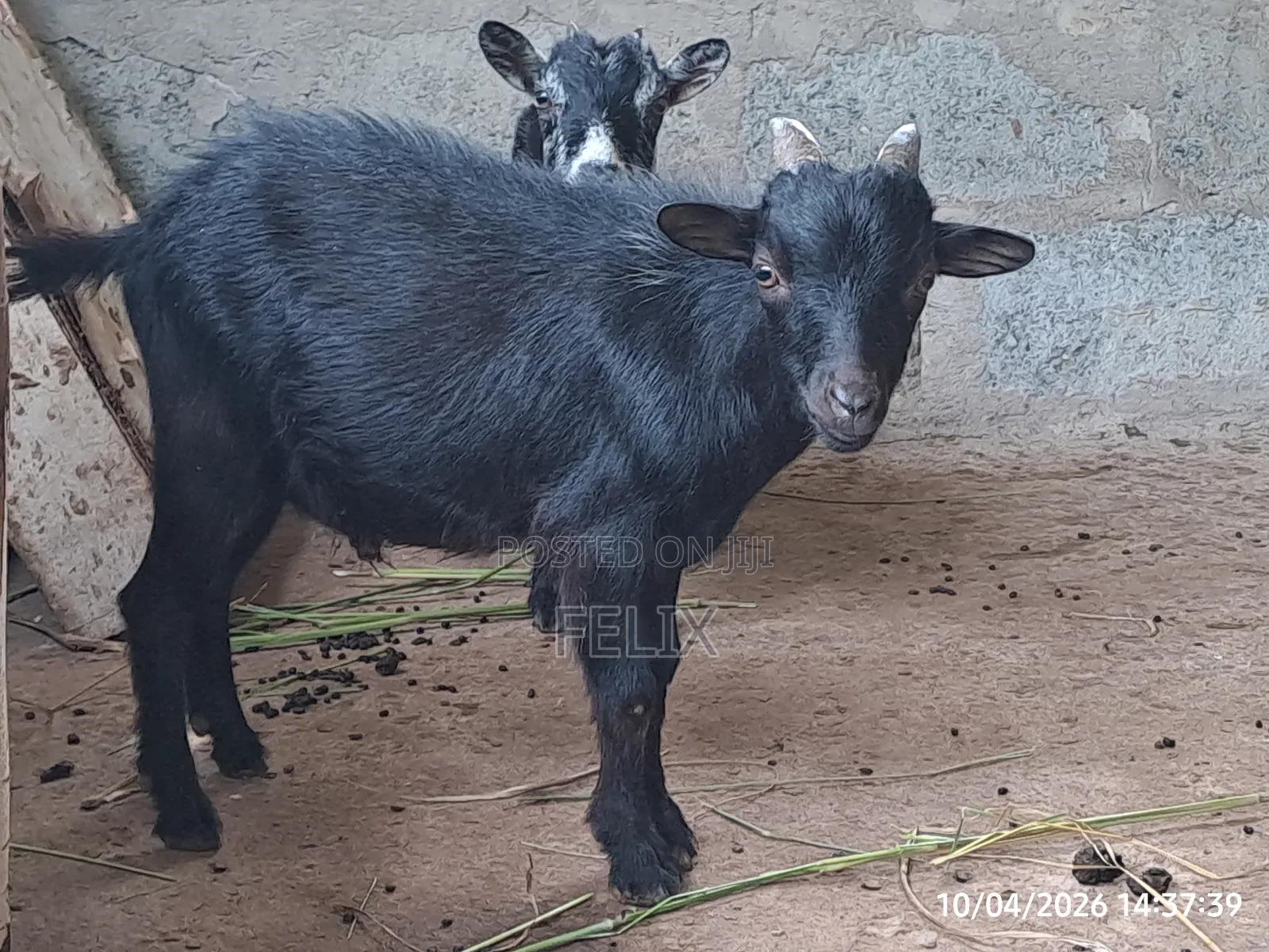 Goat for Sale