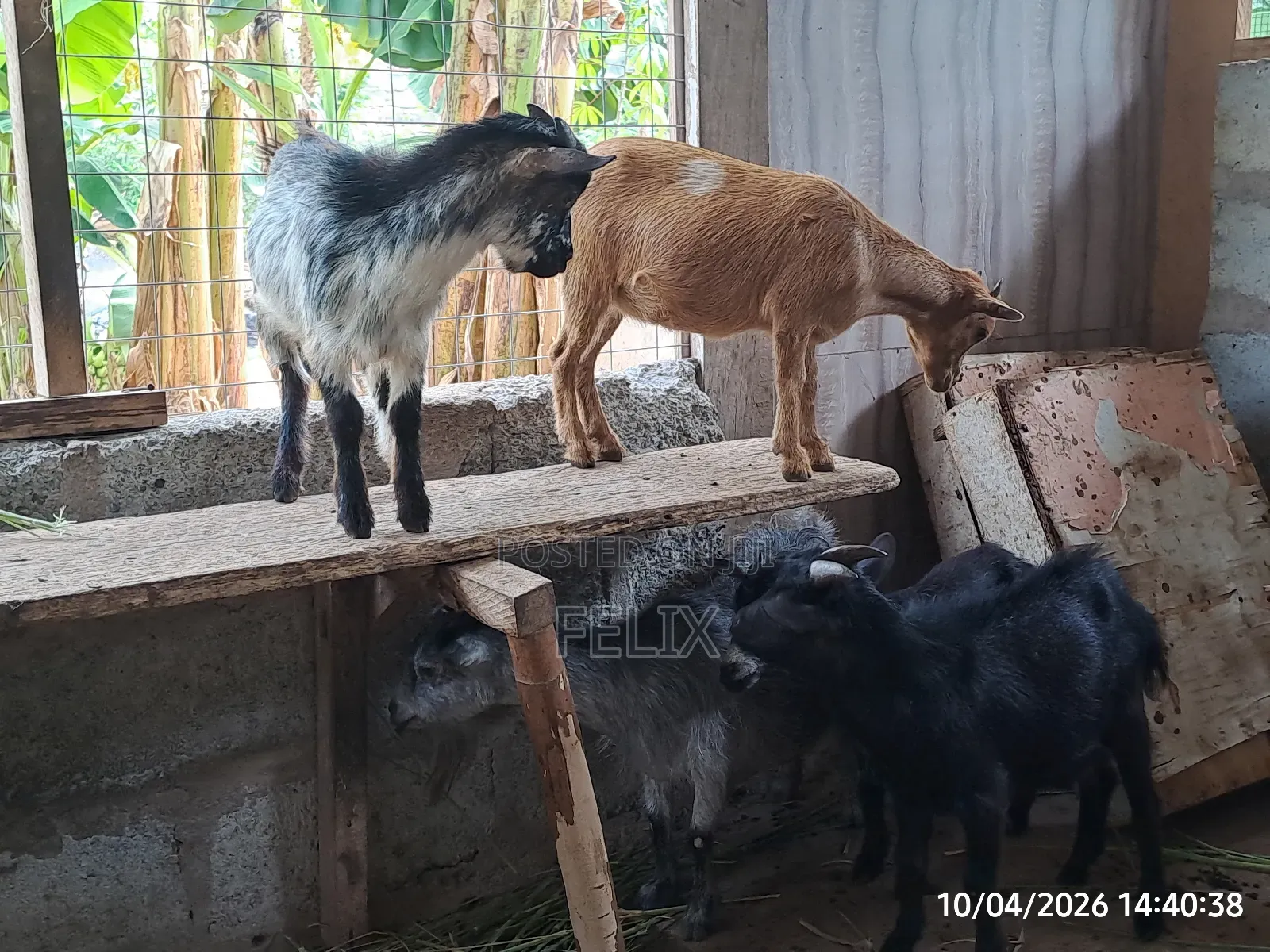 Goat for Sale