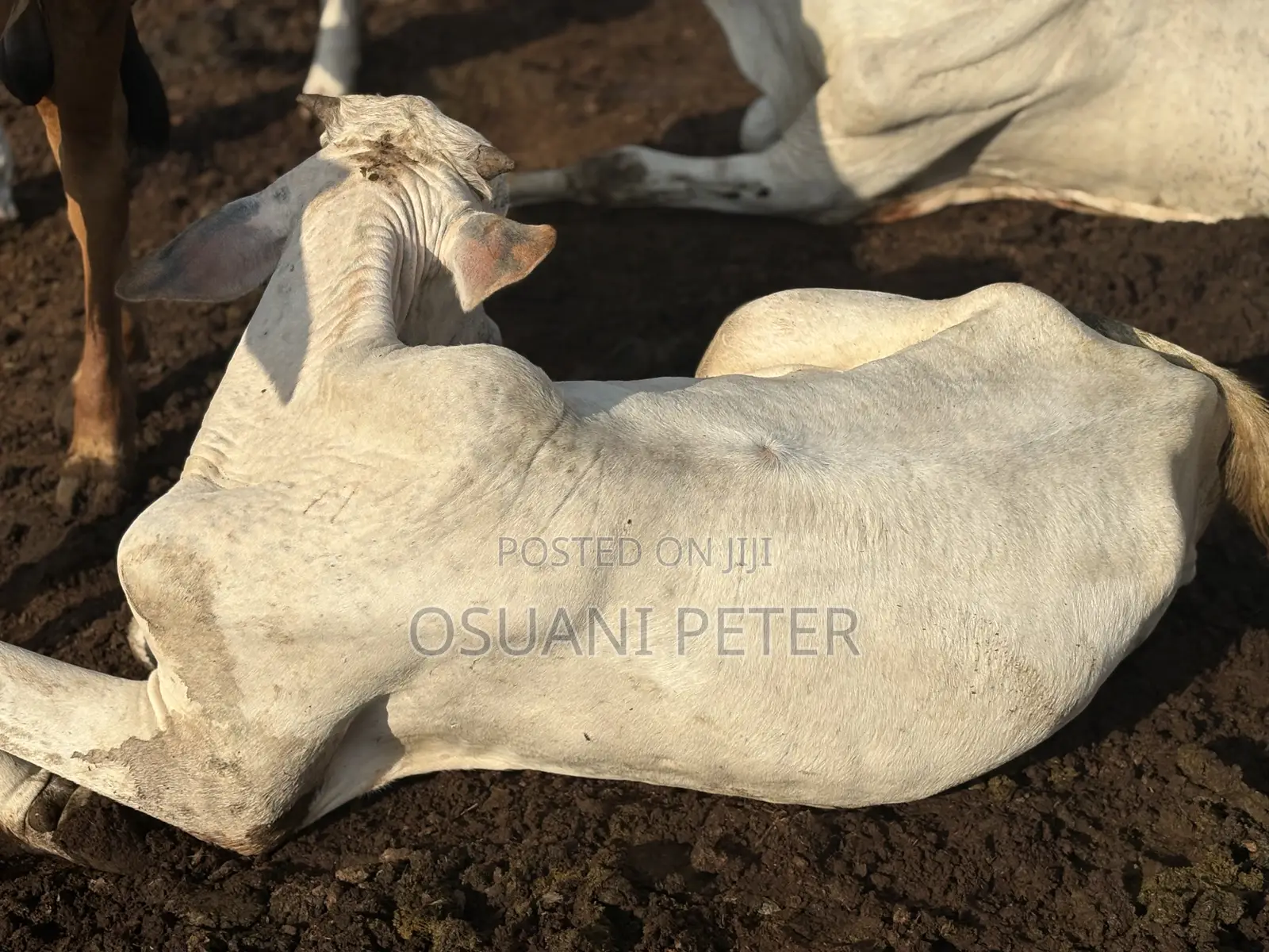 Male and Female Cattle Available in All Sizes