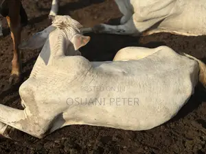 Male and Female Cattle Available in All Sizes