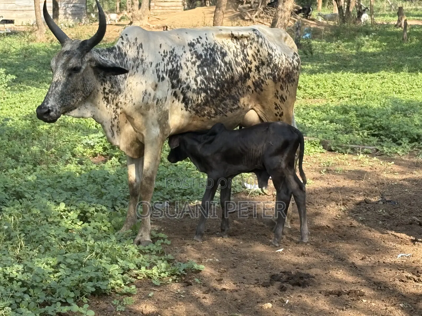 Male and Female Cattle Available in All Sizes